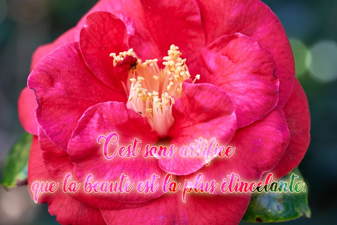 Gros plan sur une fleur de camélia aux multiples pétales rose fuchsia, révélant un cœur d'étamines jaunes sur un fond vert flouté.