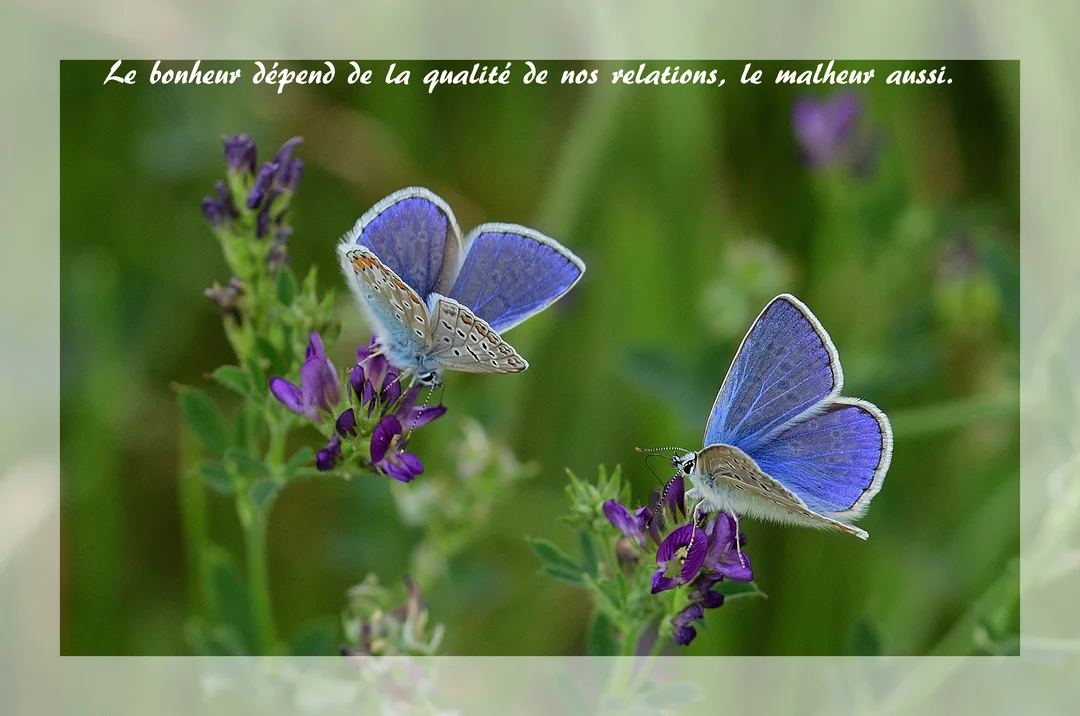 Deux papillons bleus, des argus, sont posés sur des grappes de fleurs violettes dans un champ verdoyant avec un effet de vignettage.