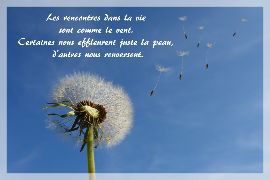 Photographie en gros plan d'un pissenlit blanc dont plusieurs aigrettes s'envolent dans un ciel d'un bleu pur, avec un texte poétique.