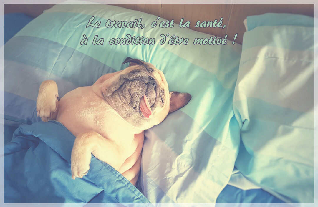 Un adorable chien carlin de couleur fauve dort sur le dos dans un lit, la langue sortie, sous une couette et sur un oreiller bleus.