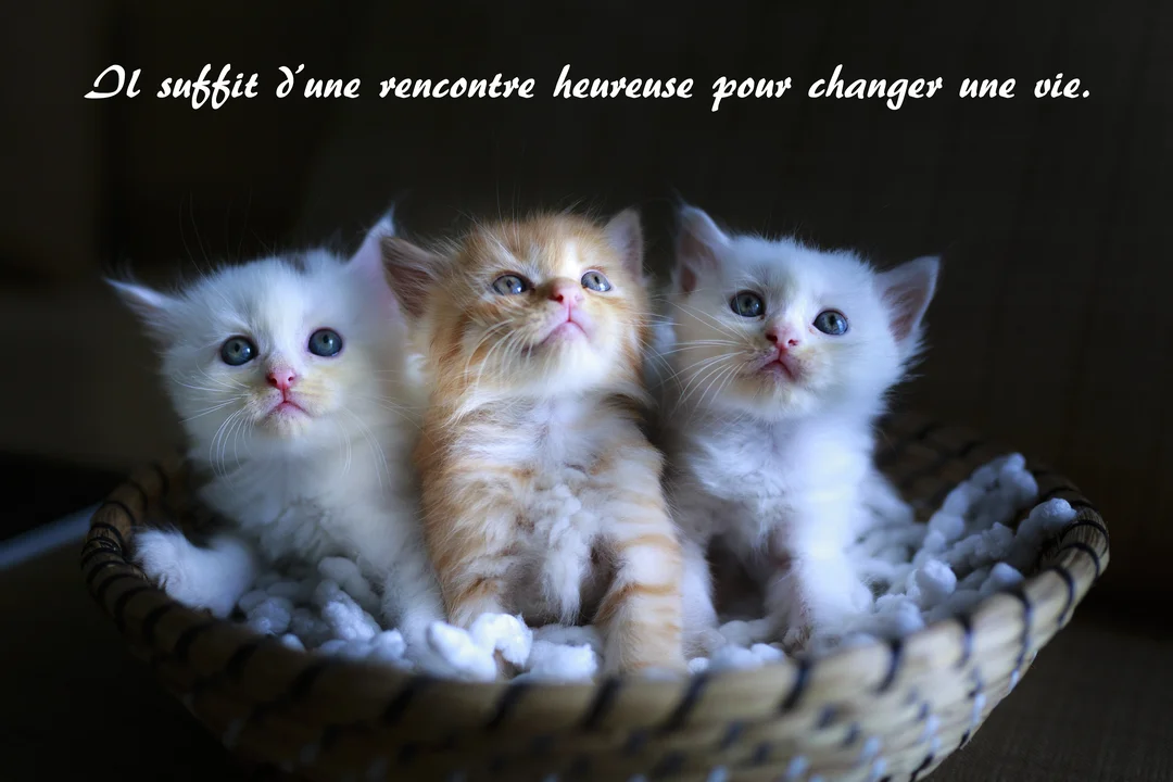 Trois chatons, deux blancs et un roux, sont blottis dans un panier en osier et regardent curieusement vers le haut, sous une lumière douce.