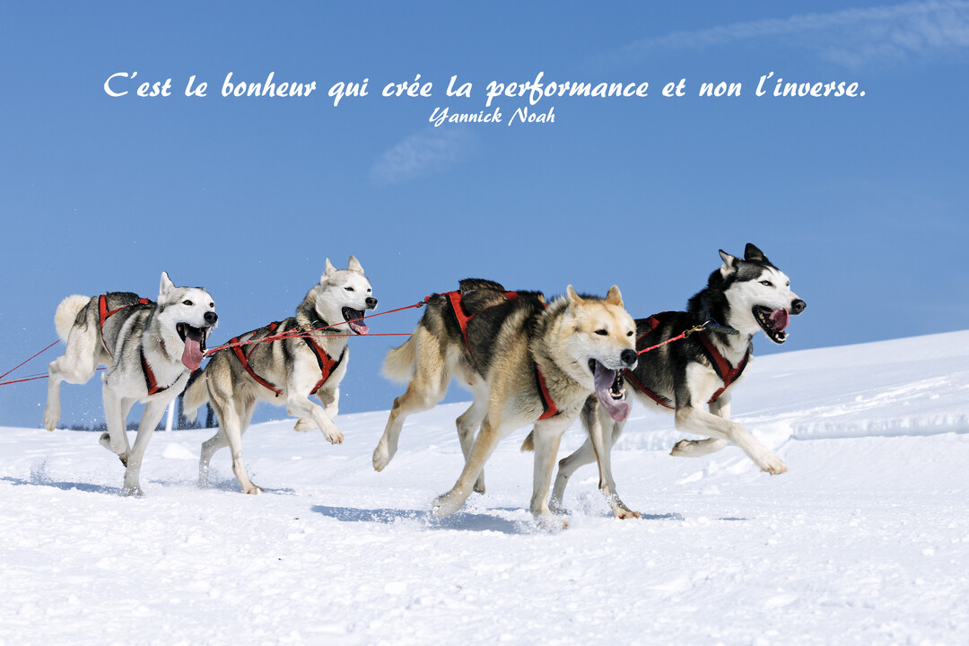 Quatre chiens de traîneau de type husky, équipés de harnais, courent avec énergie sur une étendue de neige sous un ciel bleu dégagé.