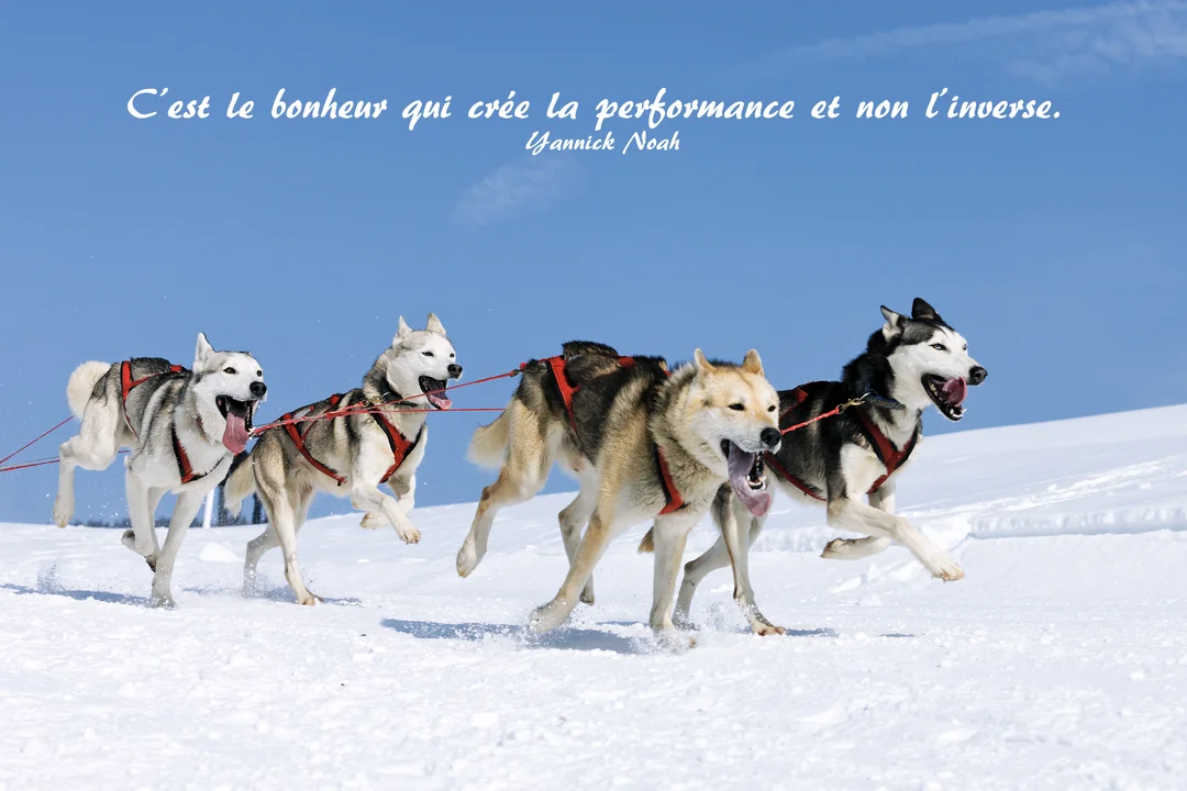 Quatre chiens de traîneau de type husky, équipés de harnais, courent avec énergie sur une étendue de neige sous un ciel bleu dégagé.