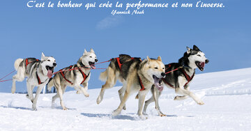 Aperçu de la carte : « C'est le bonheur qui crée la performance... »