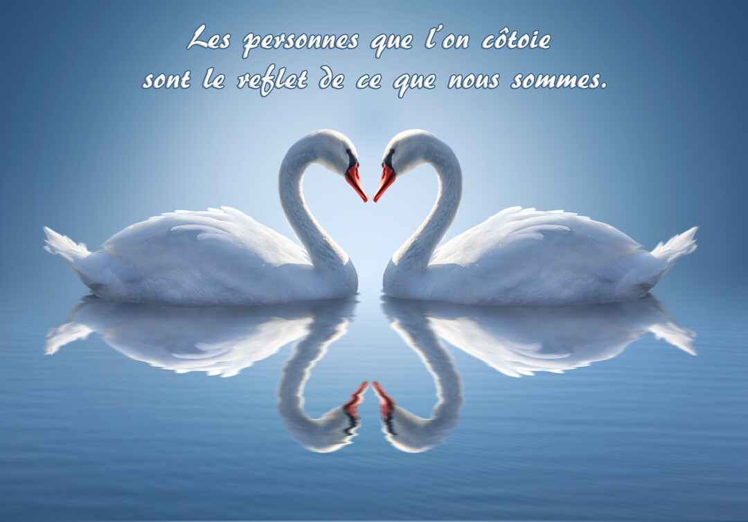 Deux cygnes blancs majestueux se font face sur une eau calme, leurs cous arqués formant un cœur parfait sous un ciel bleu serein.