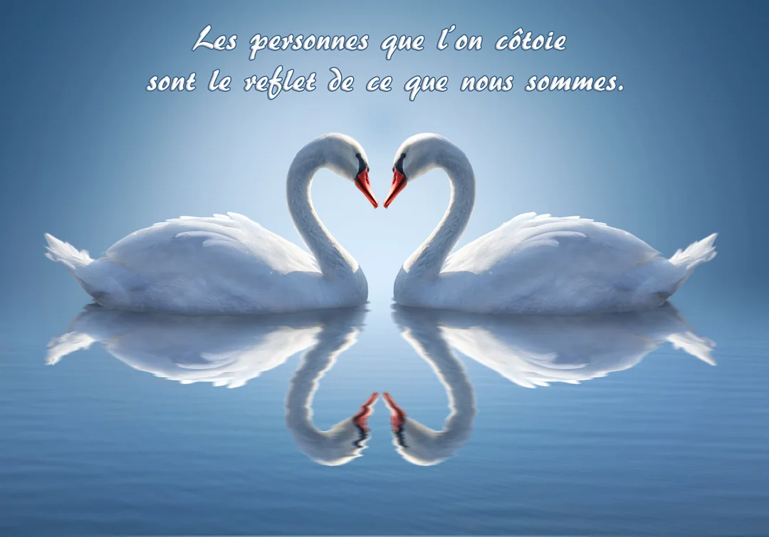 Deux cygnes blancs majestueux se font face sur une eau calme, leurs cous arqués formant un cœur parfait sous un ciel bleu serein.