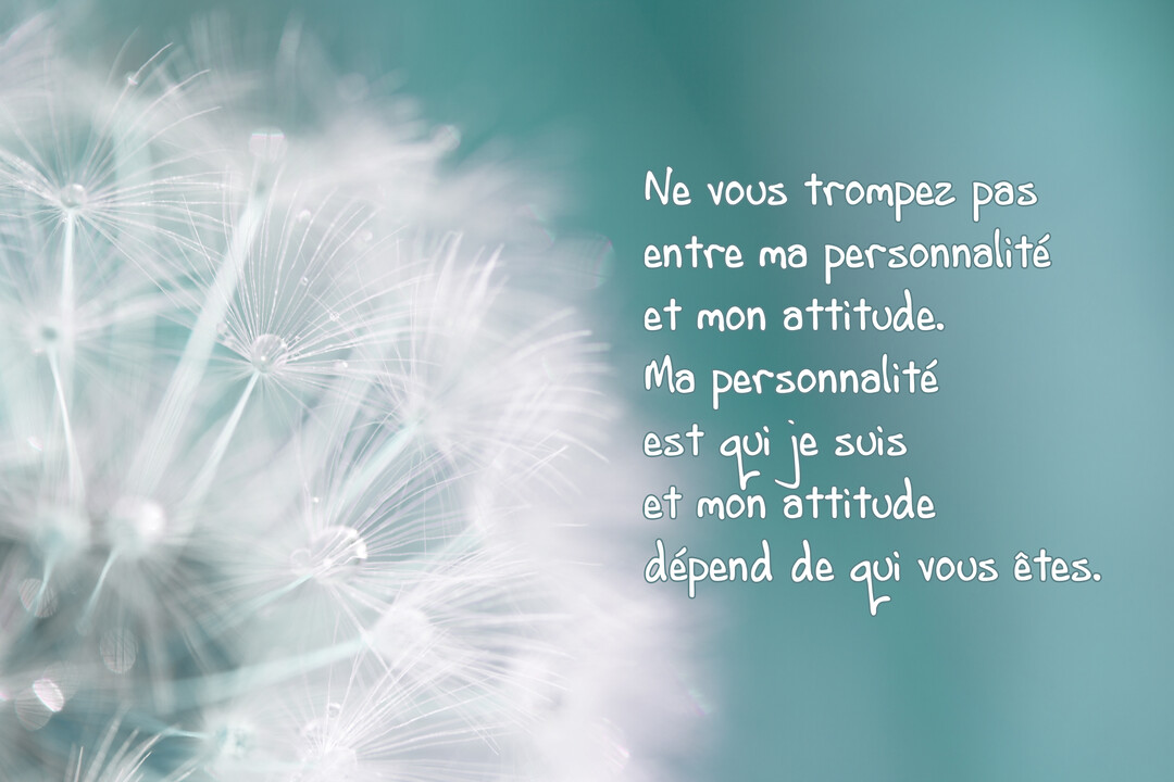 En gros plan, des aigrettes de pissenlit blanches et délicates ornées de gouttes d'eau, sur un fond uni de couleur vert d'eau.