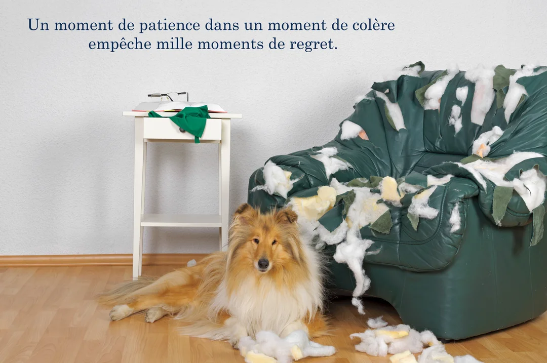 Un chien de race colley au poil long est couché sagement sur un parquet à côté d'un fauteuil en cuir vert complètement détruit.