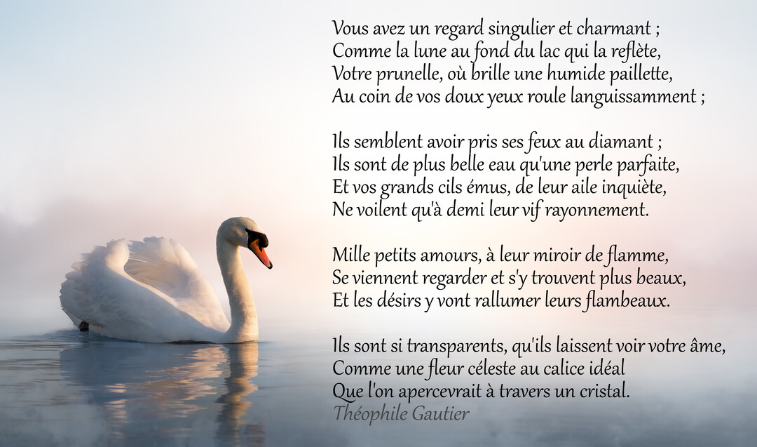 Un cygne blanc et gracieux flotte sur l'eau calme et brumeuse, son reflet visible à la lumière douce d'une aurore ou d'un crépuscule.