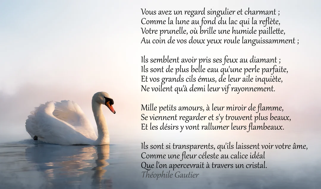 Un cygne blanc et gracieux flotte sur l'eau calme et brumeuse, son reflet visible à la lumière douce d'une aurore ou d'un crépuscule.