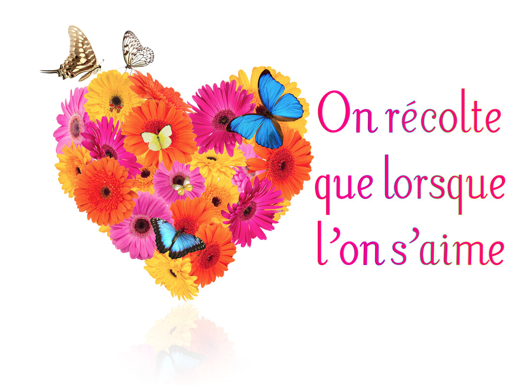 Un cœur composé de gerberas multicolores et de papillons est affiché à côté d'une citation sur fond blanc avec son léger reflet.