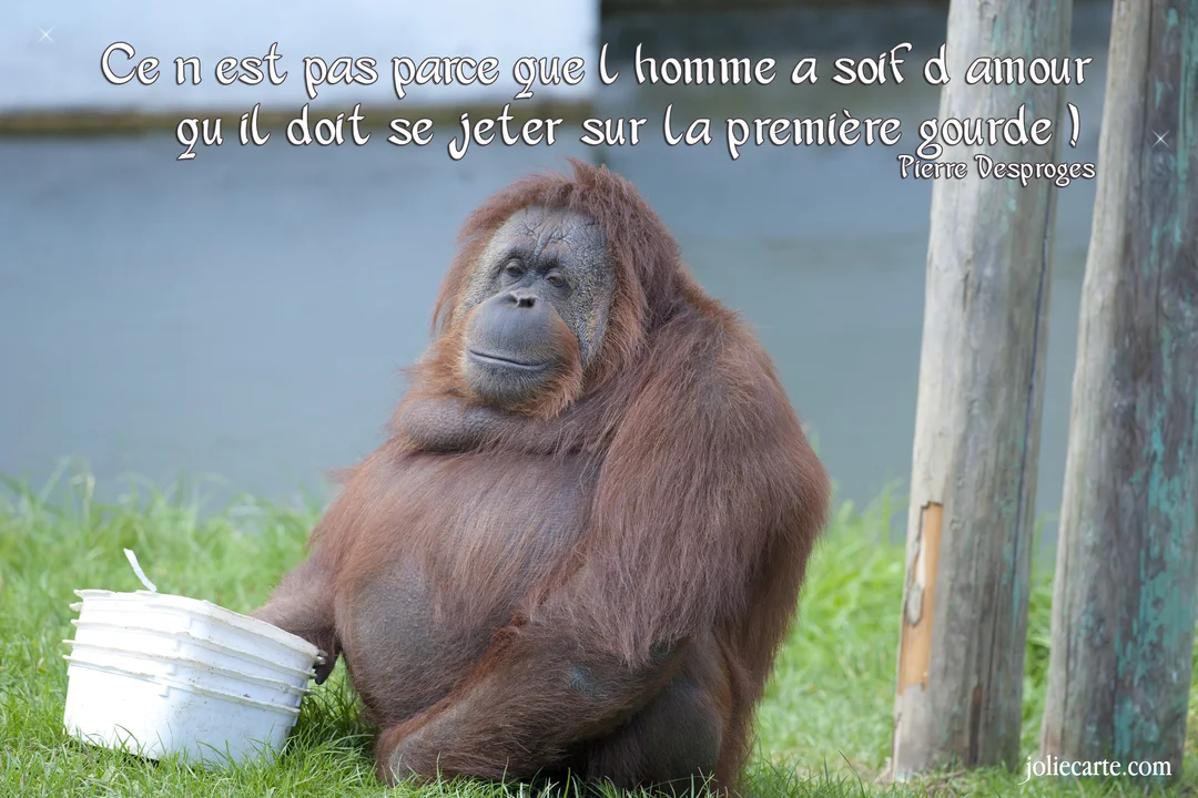 Un orang-outan à la fourrure rousse est assis sur une pelouse verdoyante, tenant un récipient blanc, près d'un point d'eau.