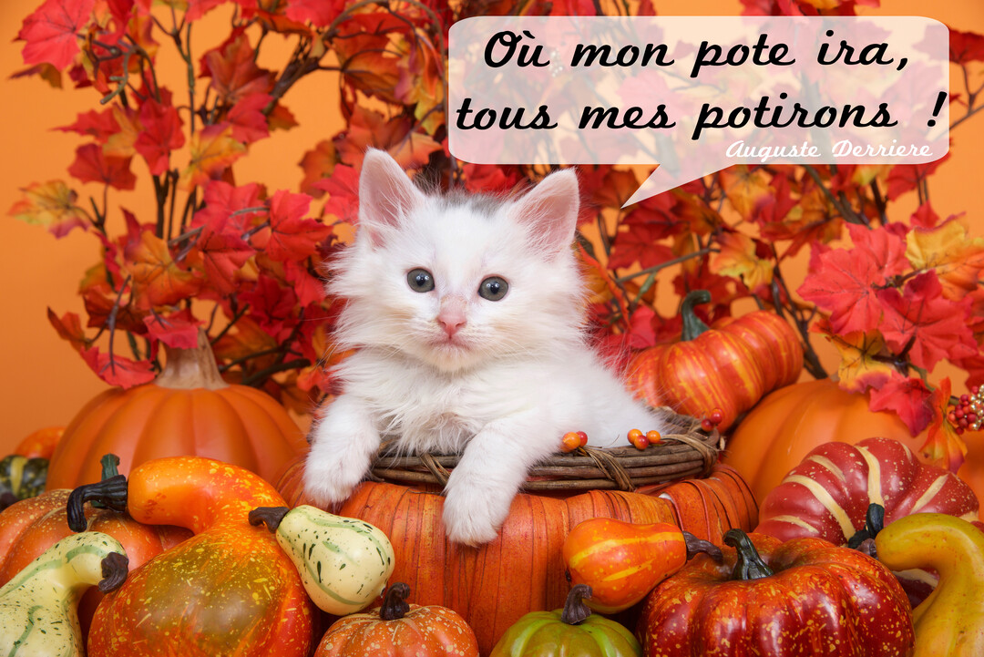 Un adorable chaton blanc à poil long est assis dans un panier, entouré de nombreuses citrouilles et de feuilles d'automne sur un fond orange.
