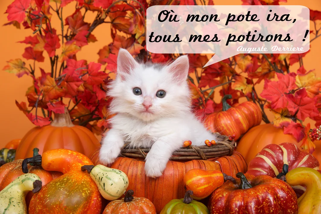 Un adorable chaton blanc à poil long est assis dans un panier, entouré de nombreuses citrouilles et de feuilles d'automne sur un fond orange.