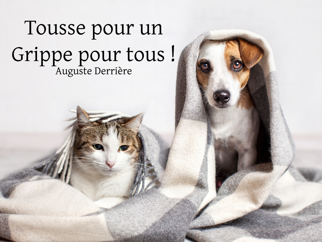 Un chien Jack Russell et un chat tigré sont assis côte à côte, emmitouflés dans une couverture en laine à carreaux gris et blancs.