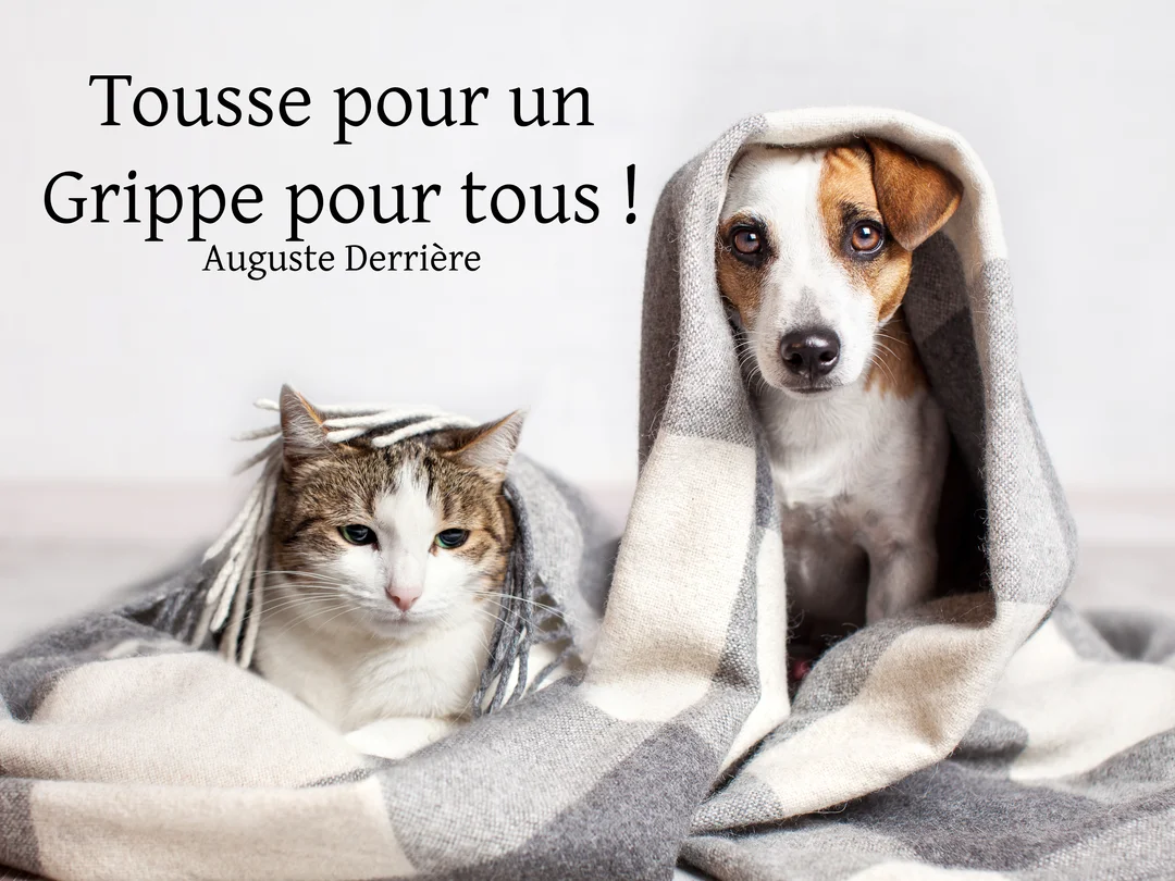 Un chien Jack Russell et un chat tigré sont assis côte à côte, emmitouflés dans une couverture en laine à carreaux gris et blancs.