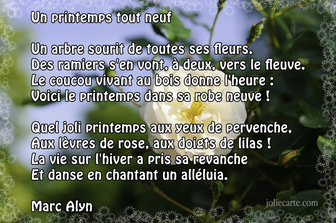 Une carte illustrée par une photographie en gros plan d'une rose blanche au cœur jaune, sur un fond de feuillage vert et de ciel bleu.