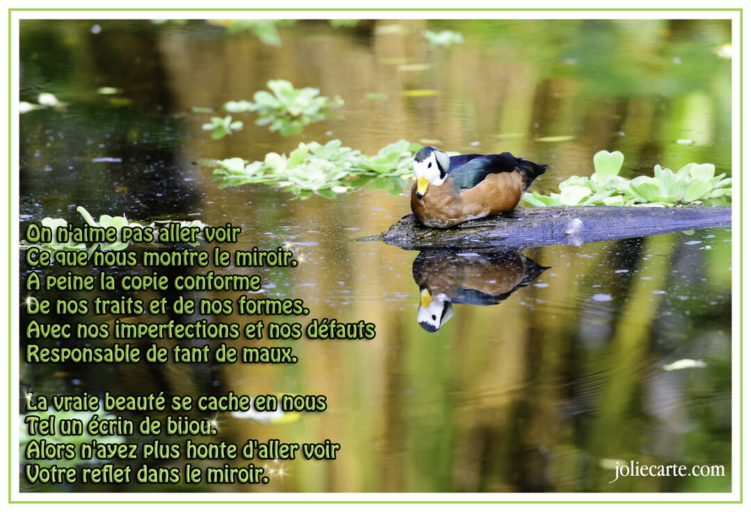 Un canard multicolore est posé sur une branche au-dessus de l'eau calme, créant un reflet parfait de lui-même comme dans un miroir.