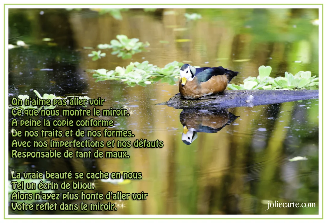 Un canard multicolore est posé sur une branche au-dessus de l'eau calme, créant un reflet parfait de lui-même comme dans un miroir.