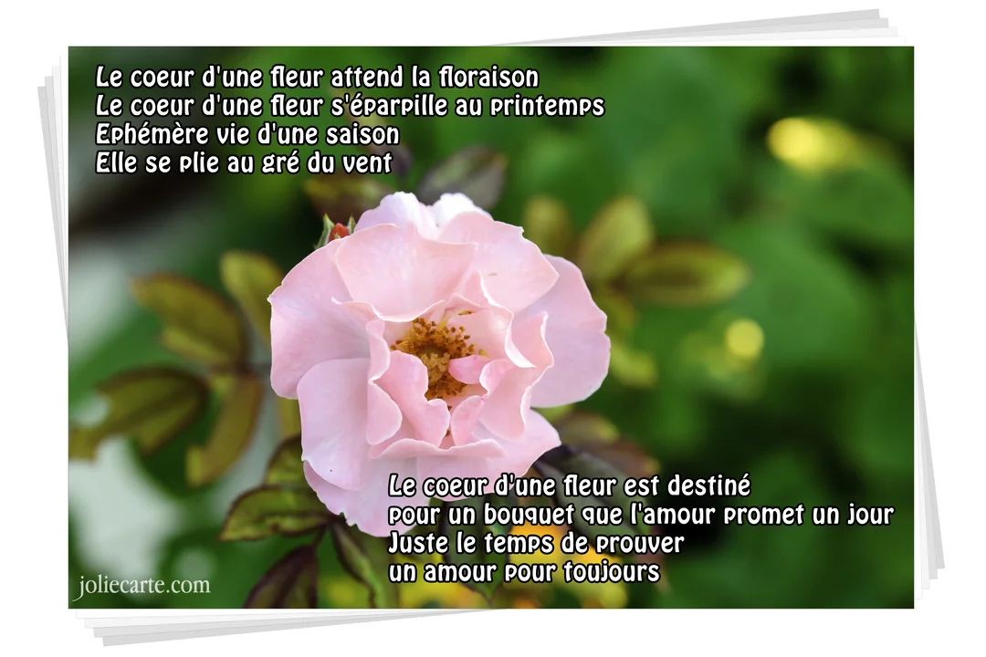 Photographie en gros plan d'une rose rose épanouie, avec son cœur orangé visible, sur un arrière-plan de feuillage vert flouté.