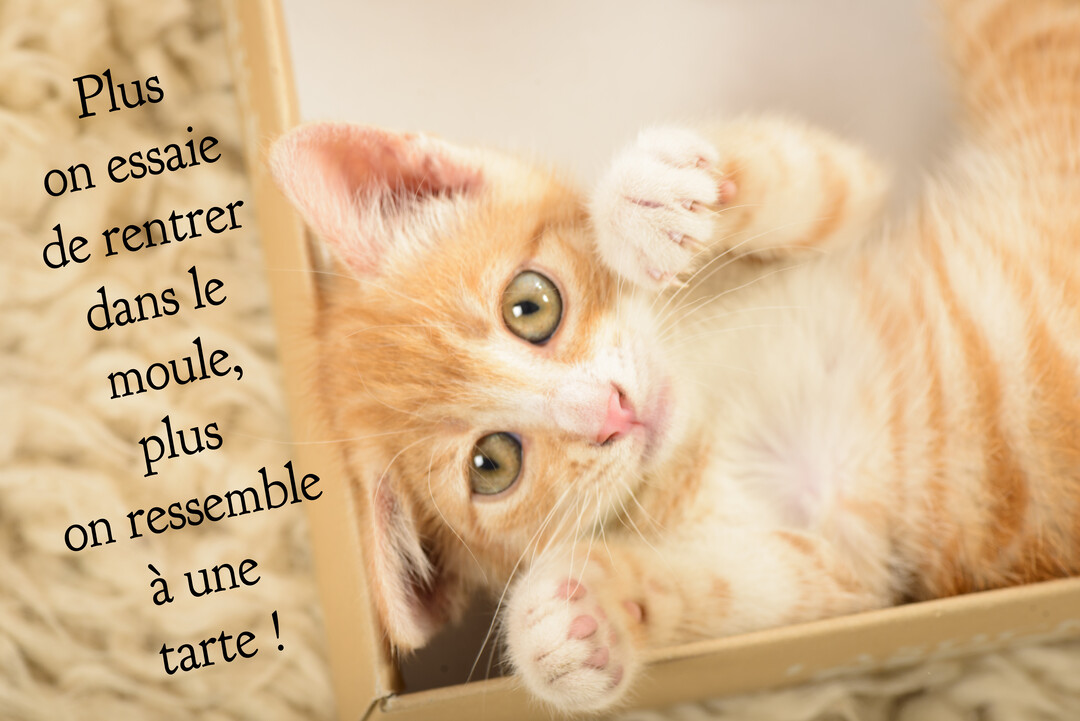 Un jeune chaton roux tigré est allongé sur le dos dans une boîte en carton, regardant l'objectif avec de grands yeux curieux.