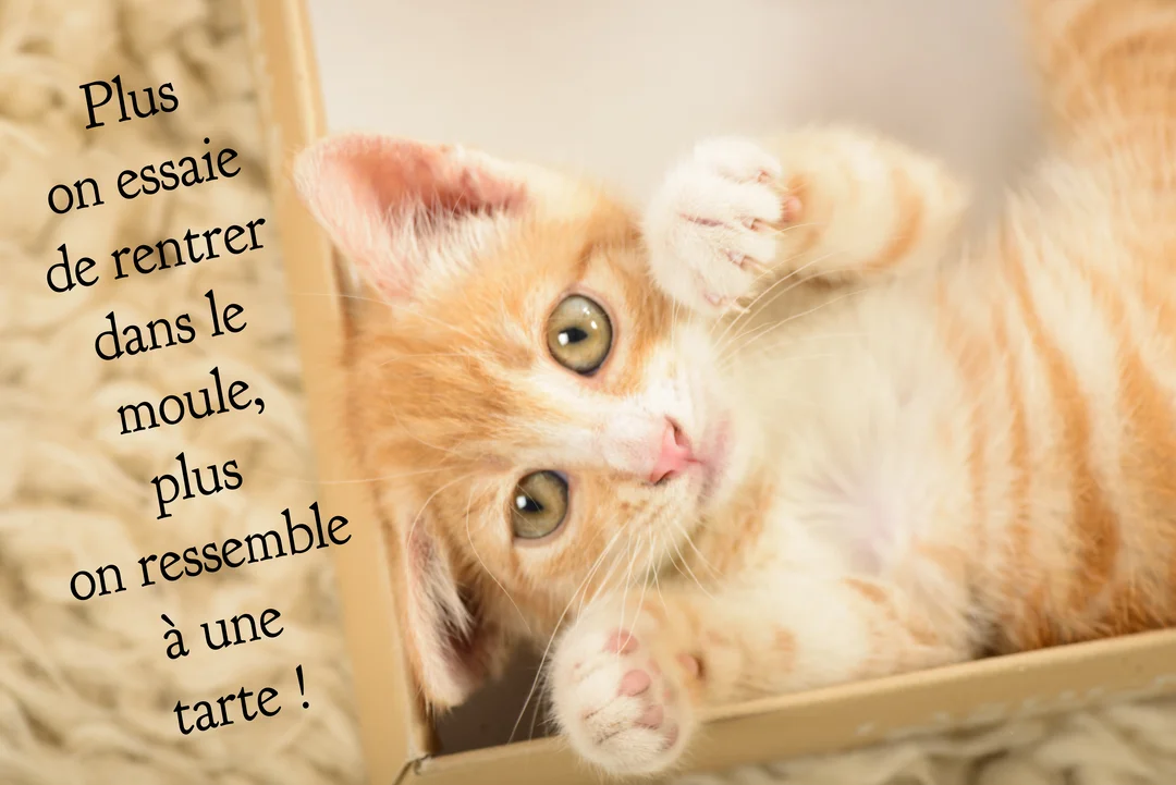 Un jeune chaton roux tigré est allongé sur le dos dans une boîte en carton, regardant l'objectif avec de grands yeux curieux.