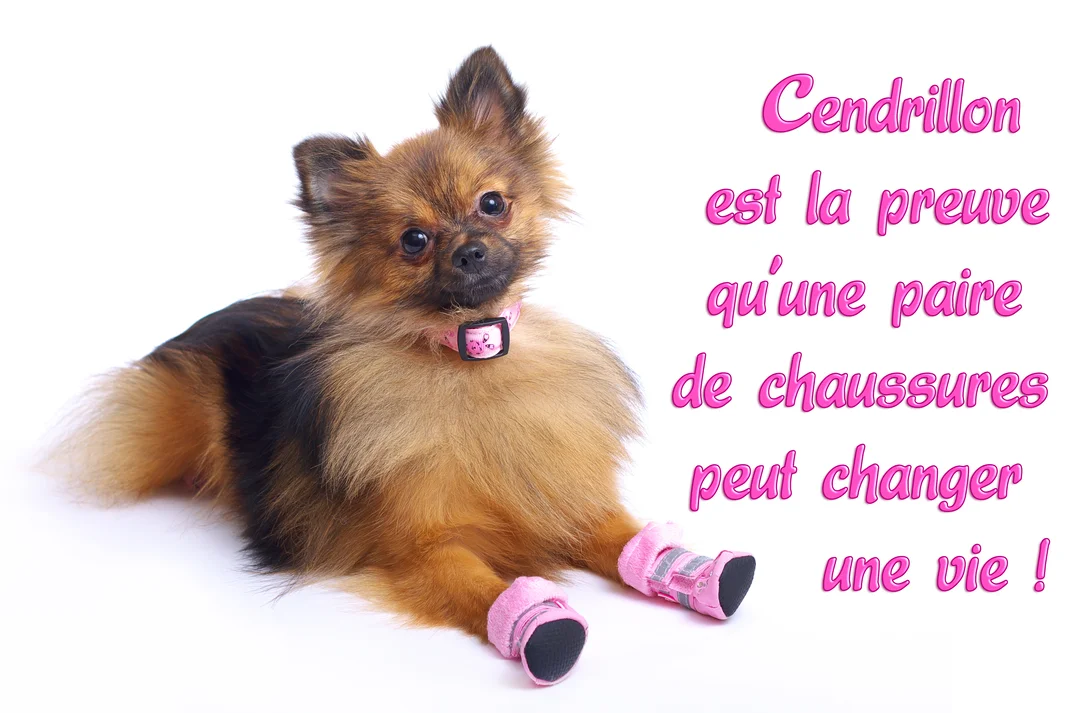 Un petit chien touffu marron et noir, de type spitz, est couché et regarde l'objectif en portant d'adorables petits chaussons roses.