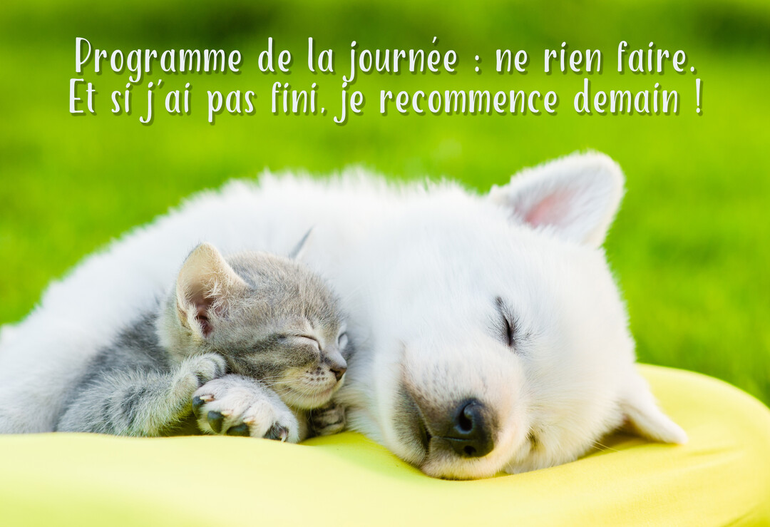 Un adorable chiot blanc et un petit chaton tigré gris dorment paisiblement blottis l'un contre l'autre sur un coussin jaune, avec de l'herbe verte en arrière-plan.