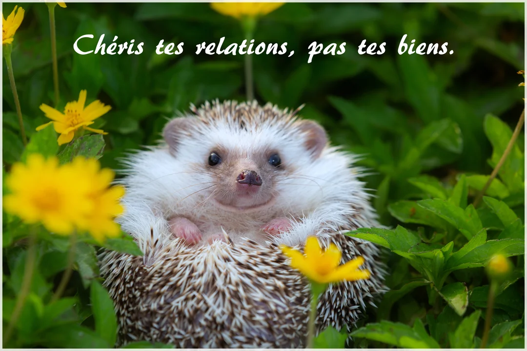 Un petit hérisson blanc et brun est allongé sur le dos dans une végétation luxuriante parsemée de petites fleurs jaunes, regardant la caméra.