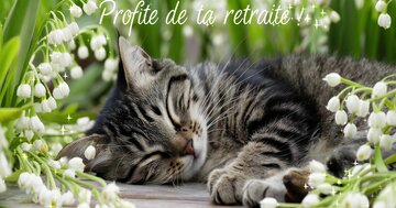 Aperçu de la carte : Profite de ta retraite !!