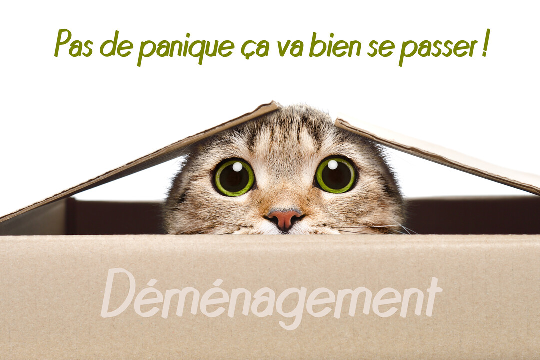 Un chat tigré aux yeux verts écarquillés se cache dans un carton de déménagement marron, avec le mot 'Déménagement' écrit dessus.