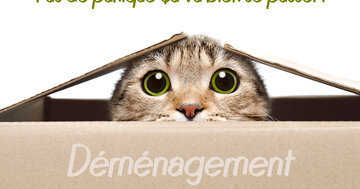 Aperçu de la carte : Pas de panique ça va bien se passer !