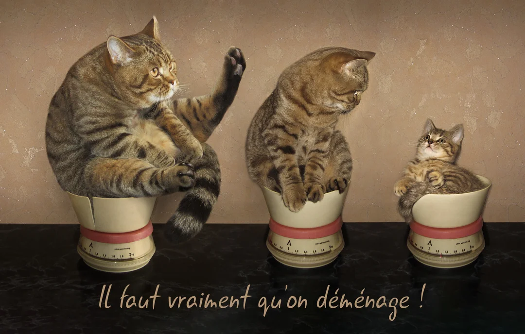 Trois chats tigrés de tailles différentes sont assis dans des balances de cuisine trop petites, avec le texte humoristique 'Il faut vraiment qu'on déménage !'.