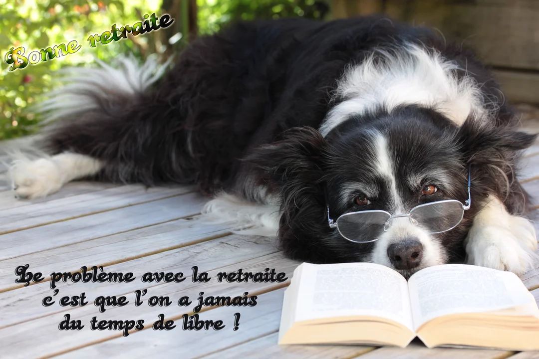 Un chien noir et blanc de race Border Collie, portant des lunettes, est couché sur une terrasse en bois devant un livre ouvert.