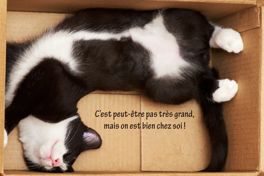 Vue de dessus d'un jeune chat bicolore, noir et blanc, qui dort confortablement sur le dos dans une simple boîte en carton.