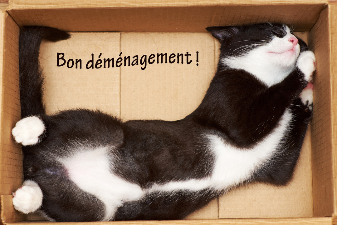 Un jeune chat noir et blanc dort paisiblement, recroquevillé dans un carton de déménagement, avec une expression de pur contentement sur son visage.