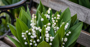 Aperçu de la carte : « Un brin de printemps, un brin d’amour, un joyeux anniversaire... »