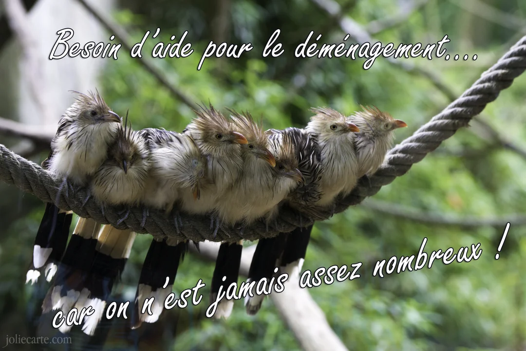 Une photographie d'un groupe de six oiseaux à crête, des guiras cantaras, serrés les uns contre les autres sur une grosse corde tressée.