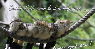 Aperçu de la carte : « Besoin d'aide pour le déménagement... car on n'est jamais assez nombreux ! »...