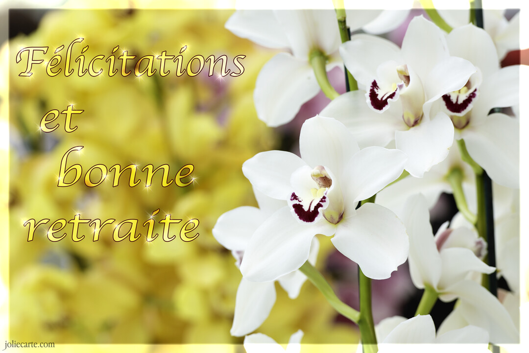Gros plan sur des fleurs d'orchidées blanches avec un cœur pourpre, à côté du texte doré 'Félicitations et bonne retraite' sur un fond jaune flou.