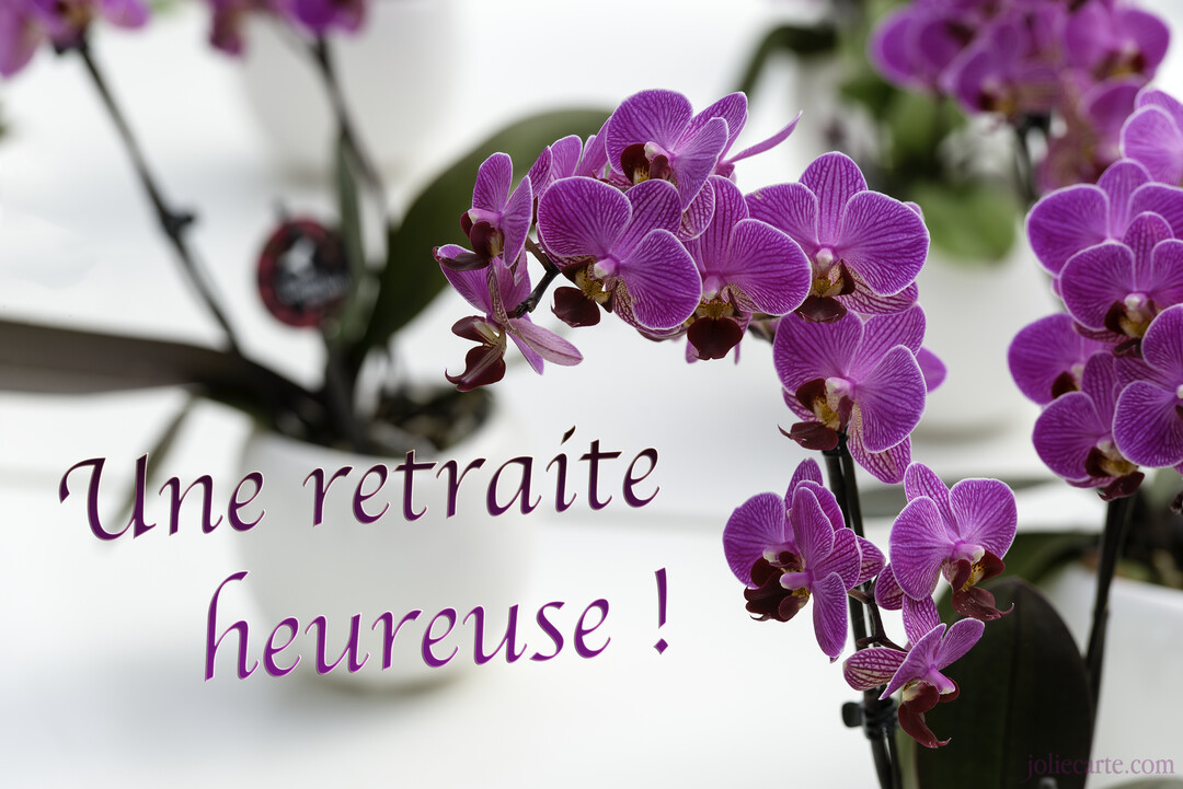 Plusieurs orchidées Phalaenopsis aux pétales violets striés se déploient en avant-plan sur un fond blanc épuré, avec des pots floutés à l'arrière.