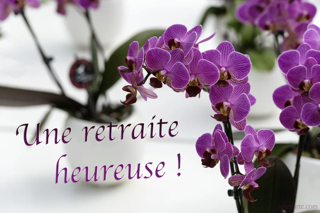 Plusieurs orchidées Phalaenopsis aux pétales violets striés se déploient en avant-plan sur un fond blanc épuré, avec des pots floutés à l'arrière.