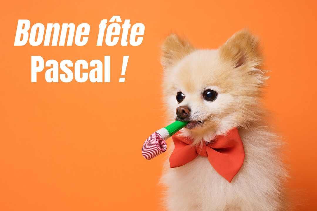 Un petit chien de Poméranie crème, portant un nœud papillon rouge, tient un sans-gêne dans sa bouche sur un fond orange uni.