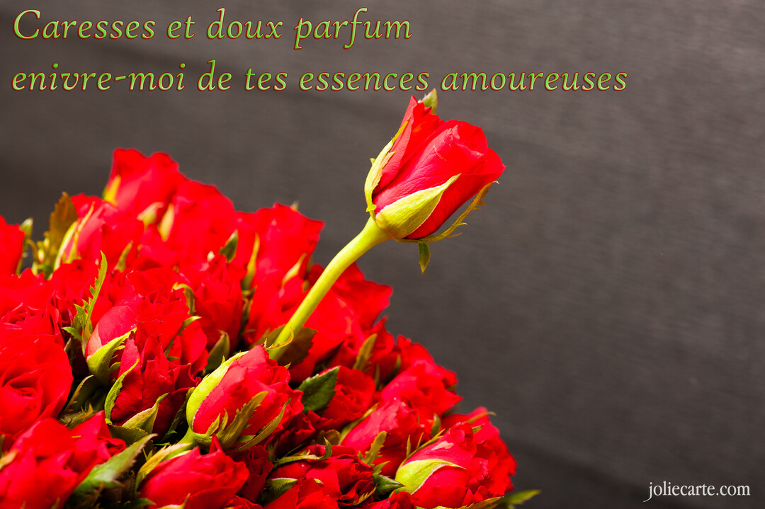 Un bouquet de roses rouges écarlates sur un fond sombre, avec une citation romantique superposée en lettres dorées dans la partie supérieure.
