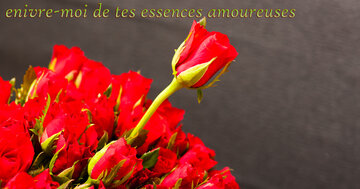 Aperçu de la carte : Caresses et doux parfum enivre-moi de tes essences amoureuses