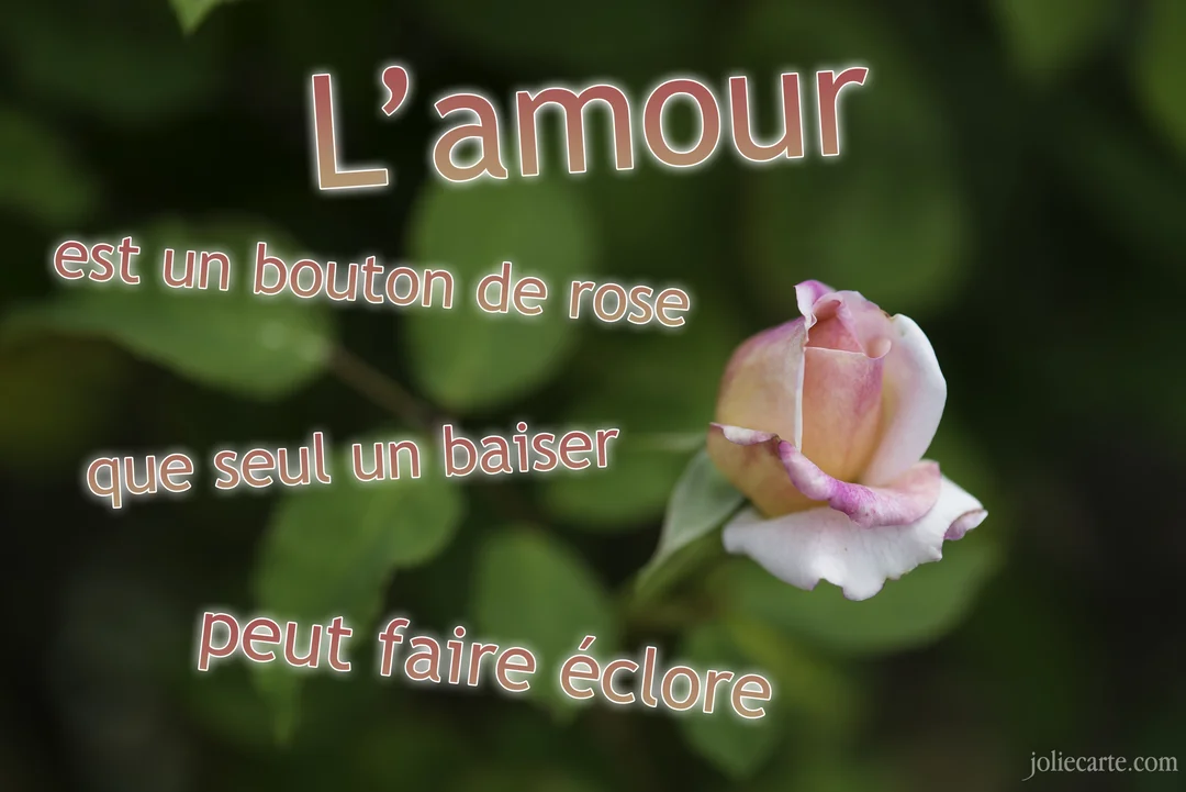 Gros plan sur un bouton de rose bicolore, rose et blanc, sur un fond flou de feuilles vertes avec un texte poétique superposé.