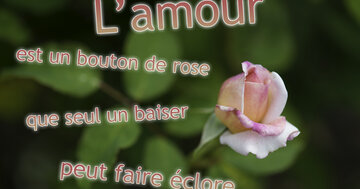Aperçu de la carte : « L'amour est un bouton de rose... »