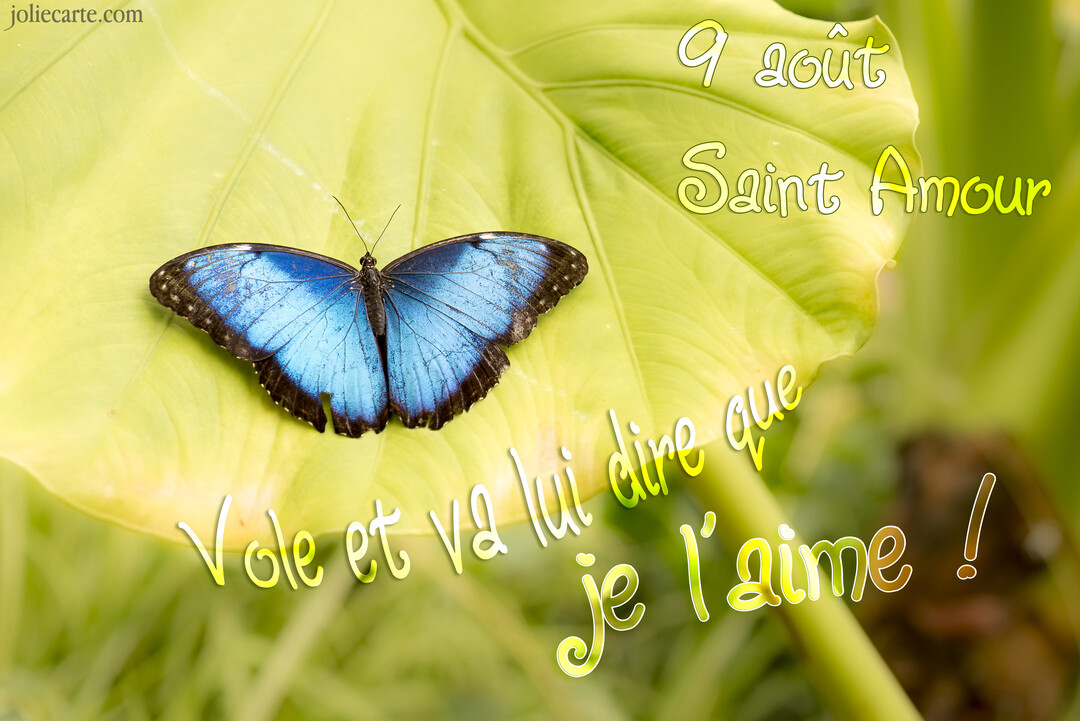 Un papillon morpho d'un bleu électrique, vu de dessus, est posé sur une grande feuille vert clair dans une ambiance tropicale luxuriante.