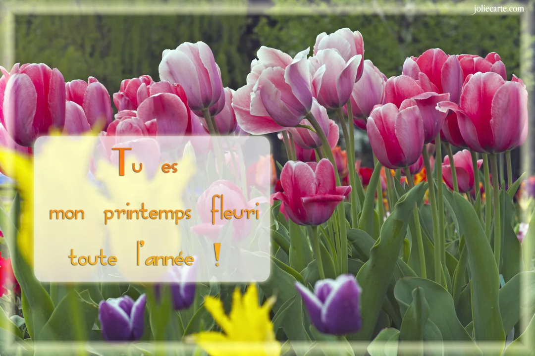 Un champ de tulipes roses, fuchsia et violettes en pleine floraison, sur lequel est superposé un message d'amour poétique dans un encadré translucide.