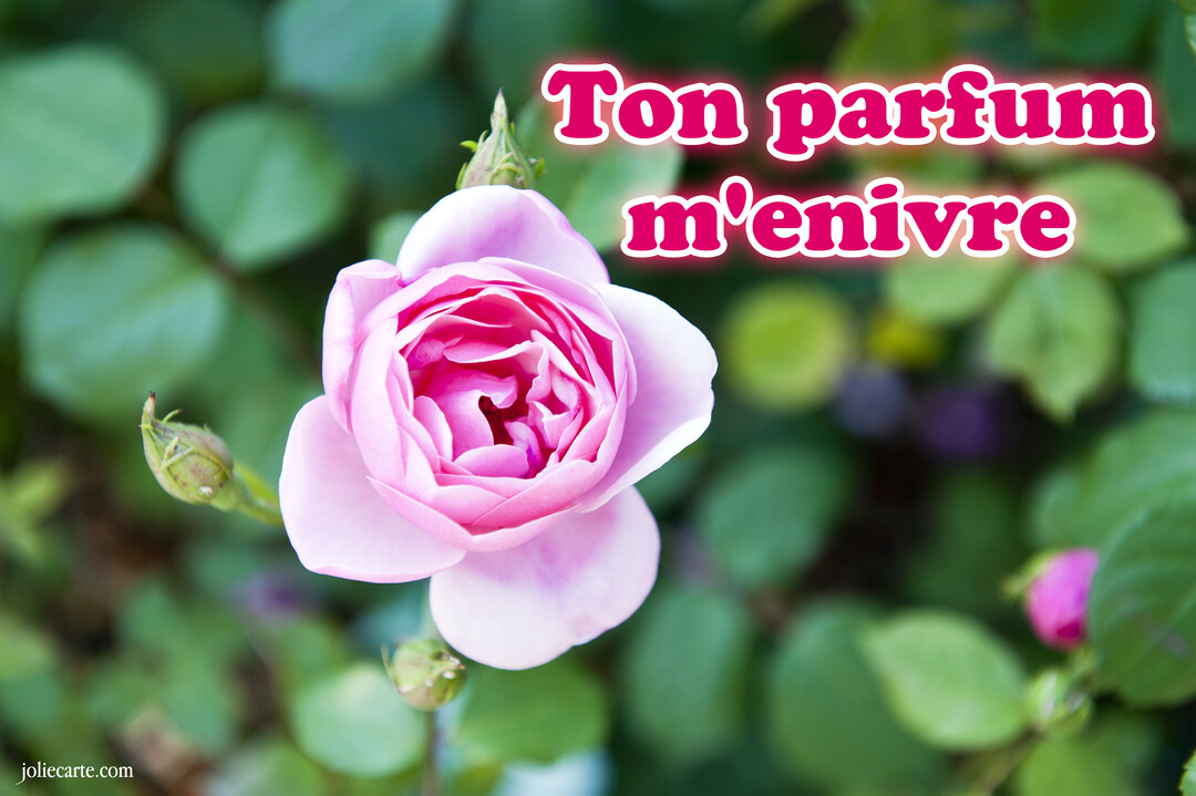 Gros plan sur une rose rose épanouie, ses pétales délicats au centre, sur un arrière-plan flou de feuillage vert luxuriant.